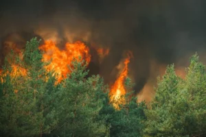 На Донеччині рятувальники майже тиждень боролись із лісовою пожежею