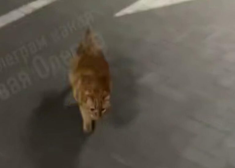 В Одесі кіт вивчив дорогу до укриття