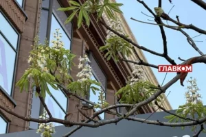 У центрі Києва вдруге за сезон почав цвісти каштан (фото, відео)