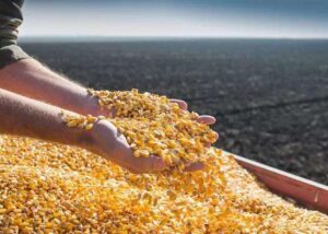 Україна наростила експорт агропродукції