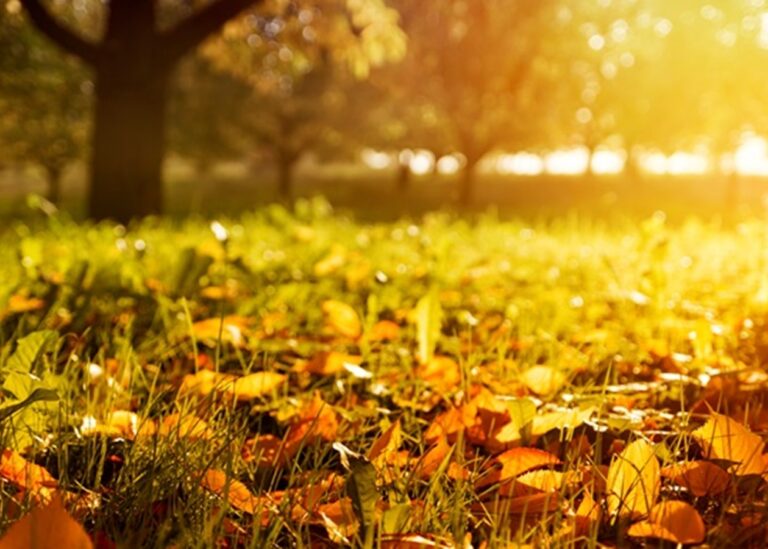 Минулий рік був третім найтеплішим роком за час спостережень – кліматологи