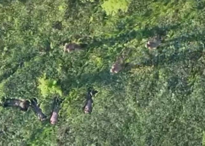 Прикордонники за допомогою БПЛА взяли у полон чотирьох військових РФ