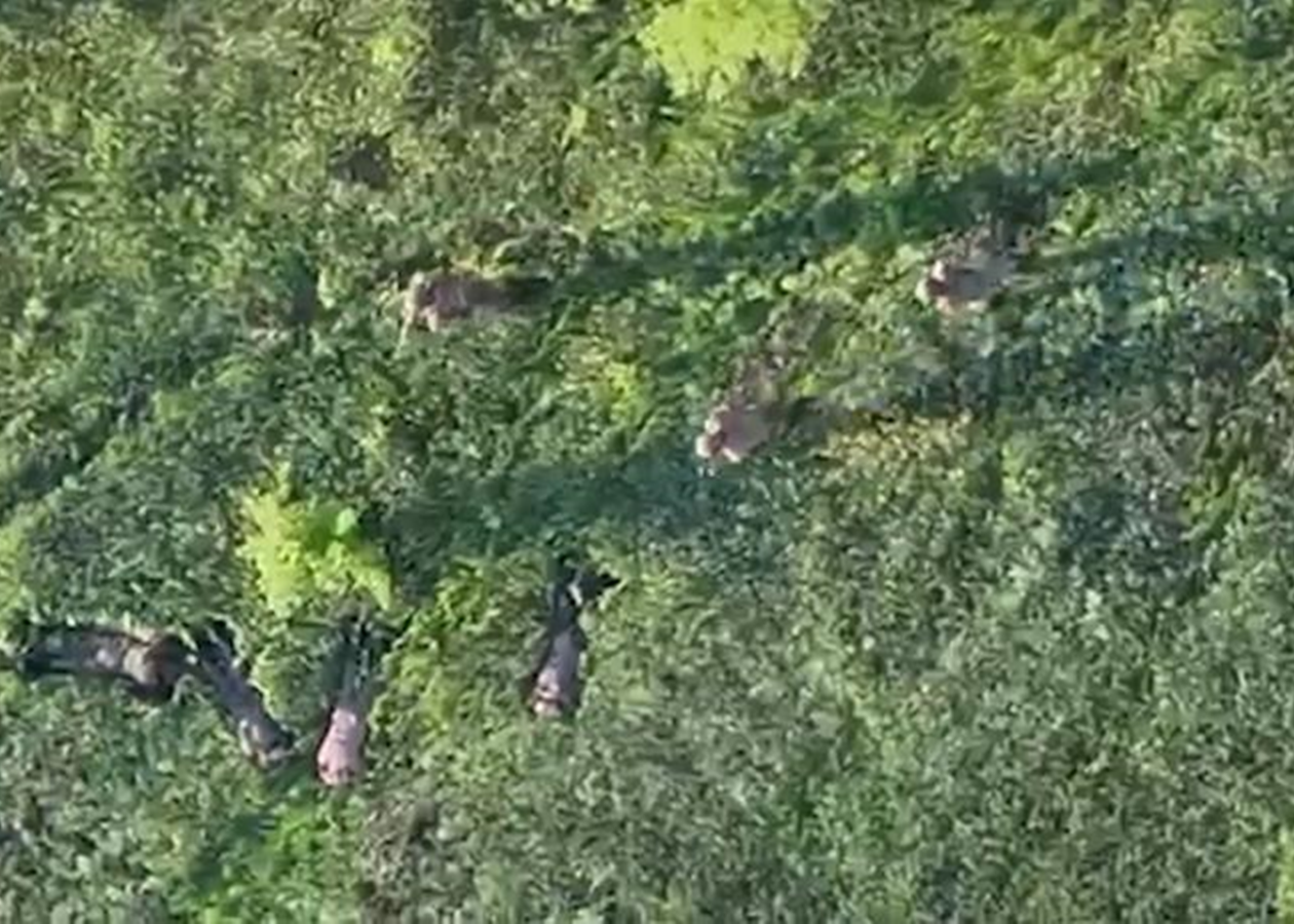 Прикордонники за допомогою БПЛА взяли у полон чотирьох військових РФ