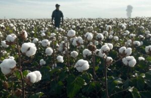 Сировина, котру вкрай потребує оборонка України: На Одещині стартував третій сезон експериментального вирощування бавовника. Аналіз попередніх років та перспективи