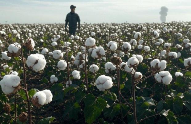 Сировина, котру вкрай потребує оборонка України: На Одещині стартував третій сезон експериментального вирощування бавовника. Аналіз попередніх років та перспективи