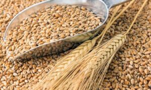 Новий удар по світовій економіці – сільгосппродукція дорожчає рекордними темпами