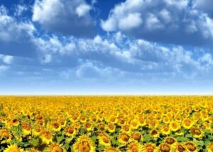 Привід для гордості за нашу землю: У чому Україна перша у світі