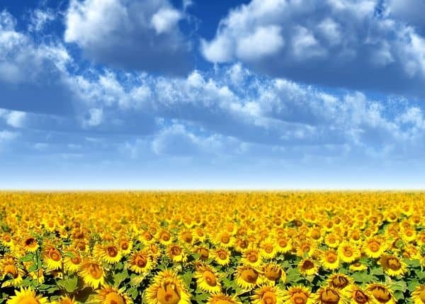 Привід для гордості за нашу землю: У чому Україна перша у світі