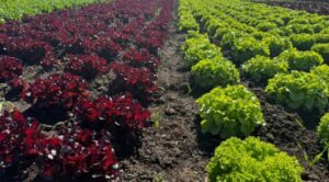 Збирає по чотири вражаї на рік: На Одещині ветеран створив салатну ферму і планує виробляти 150 т зелені на рік